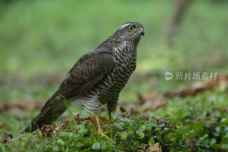 欧亚雀鹰(学名:Accipiter nisus)